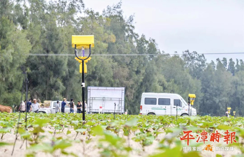 福建平潭茄子视频在线看用於甘薯種植效果