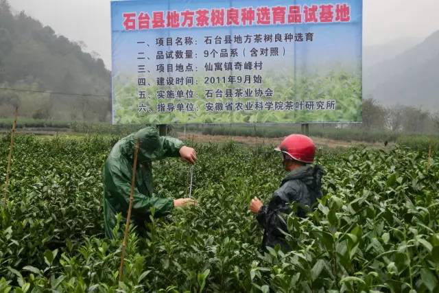 安徽茶園應用茄子视频在线看綠色防控效果