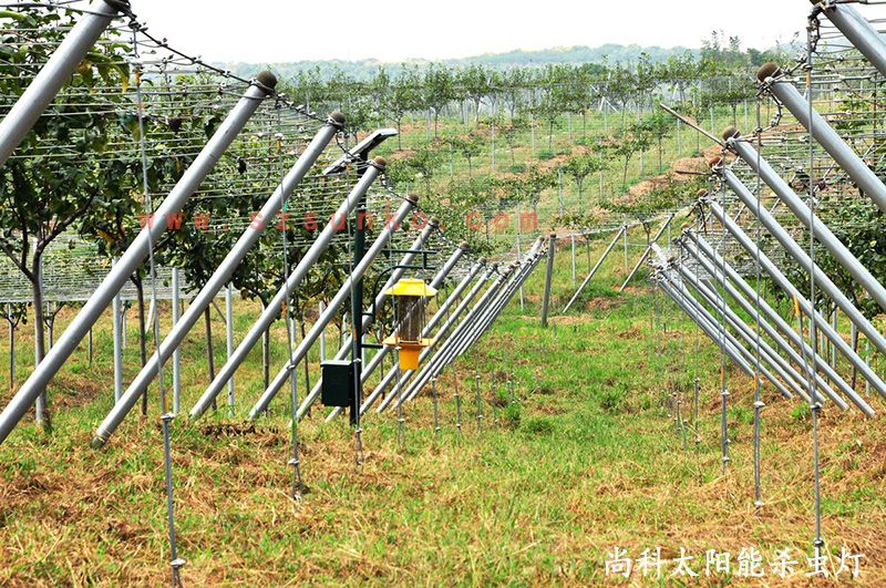 江蘇南京獼猴桃果園用茄子视频在线看效果怎麽樣