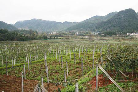 茄子视频在线看：農業扶貧開發重要植保設備