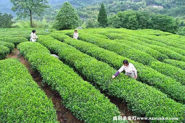 安徽石台縣綠色茶園